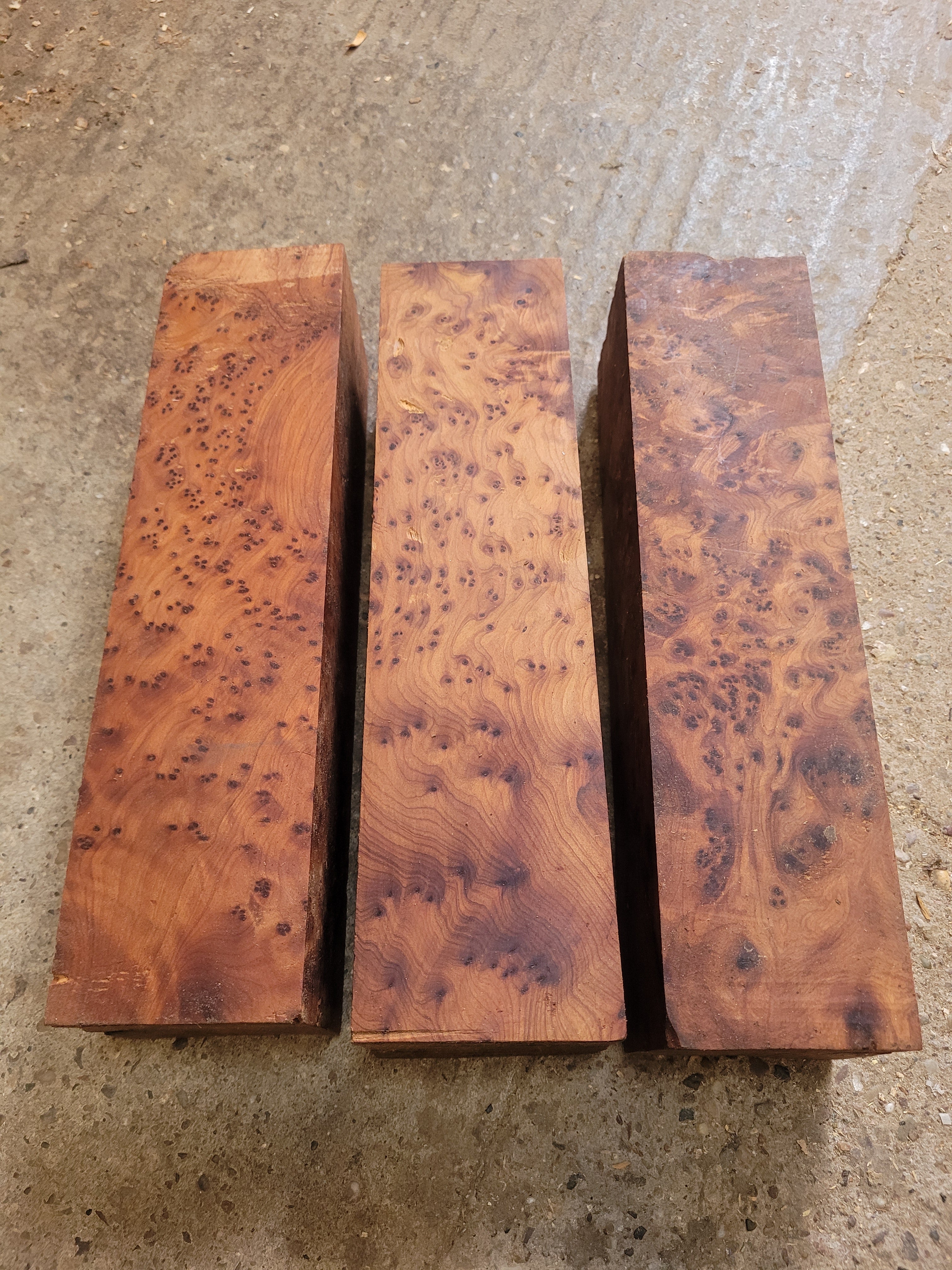 028 Thuya spindles